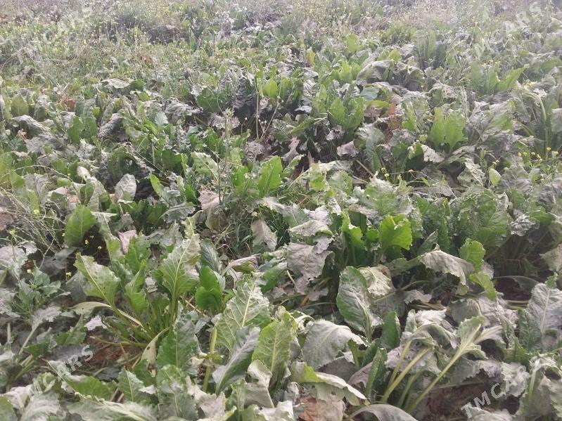 sygyr we ökizler - Gökdepe - img 5