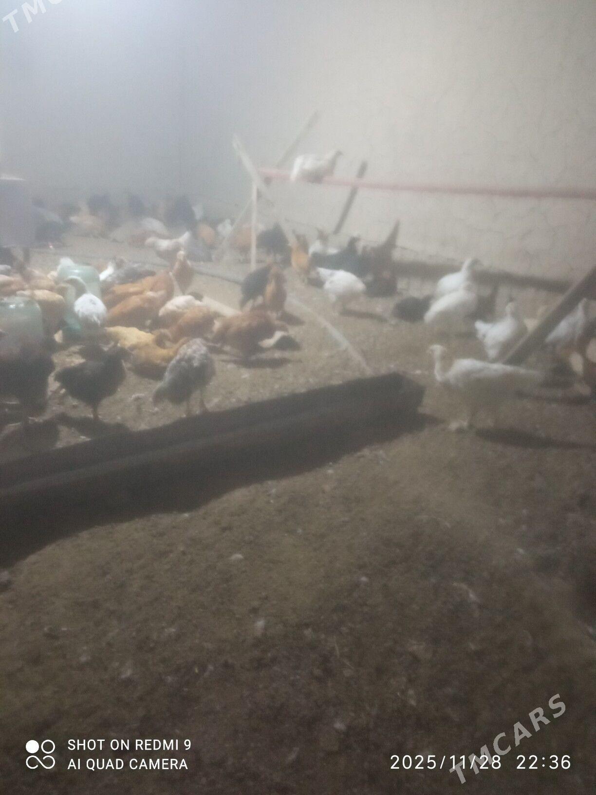 towuk jüje - Мургап - img 3