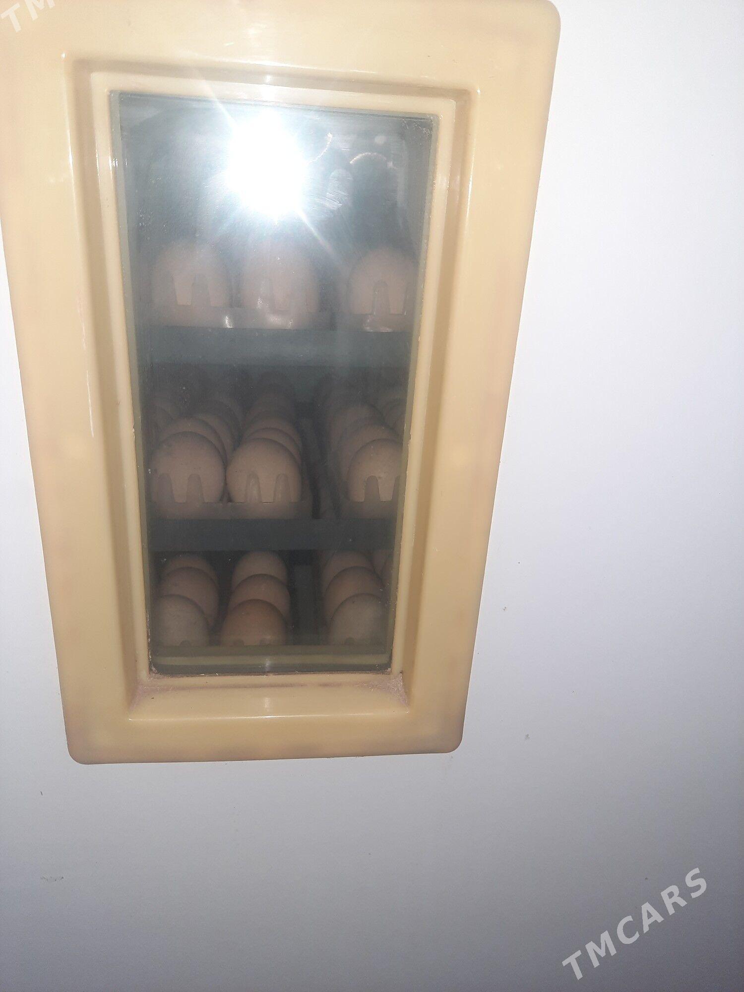 inkubatir - Şabat etr. - img 2