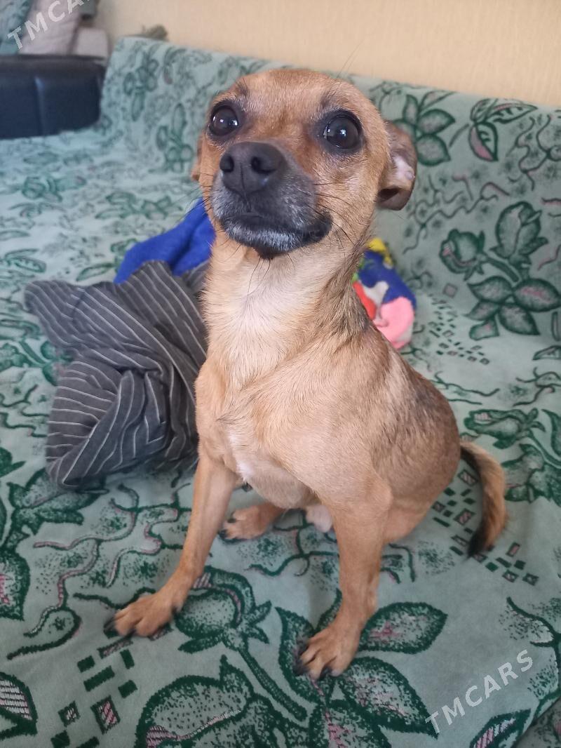 тойтерьер кобель на вязку - Türkmenabat - img 2