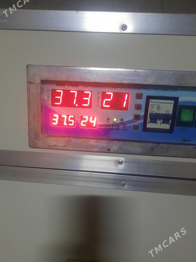 inkubatir - Şabat etr. - img 3