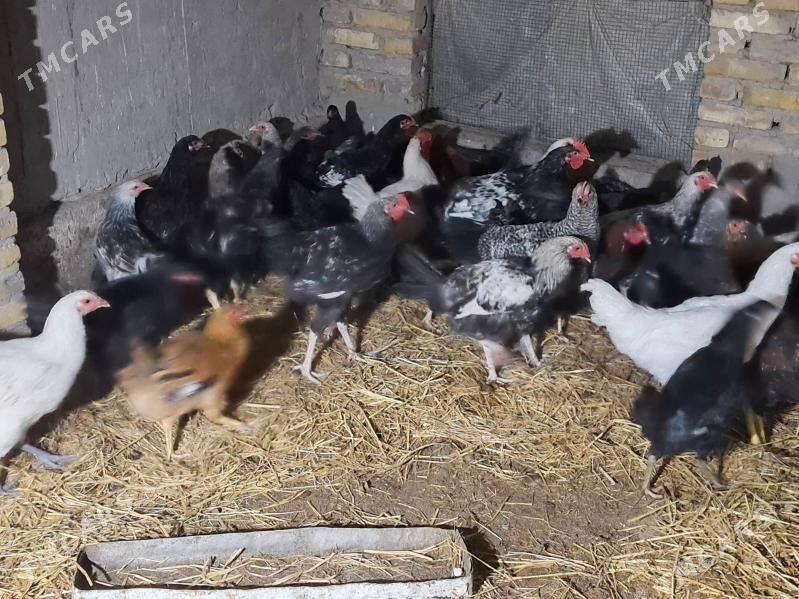 Gigant towuk horazlar - Türkmenabat - img 2