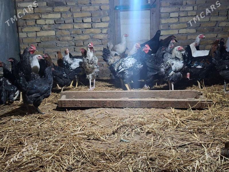 Gigant towuk horazlar - Türkmenabat - img 4