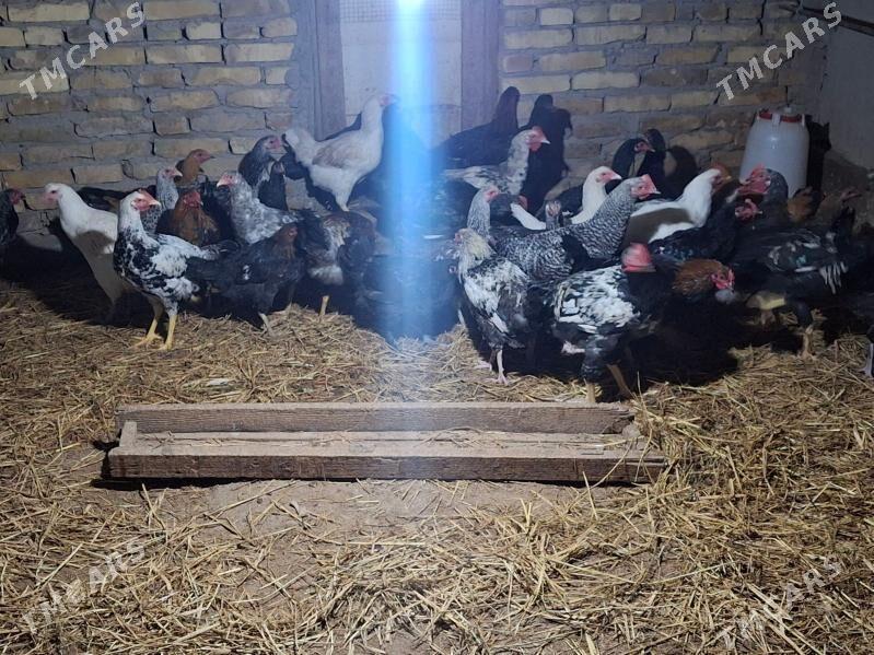 Gigant towuk horazlar - Türkmenabat - img 5