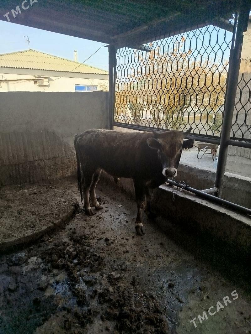 okuz - Гёкдже - img 3