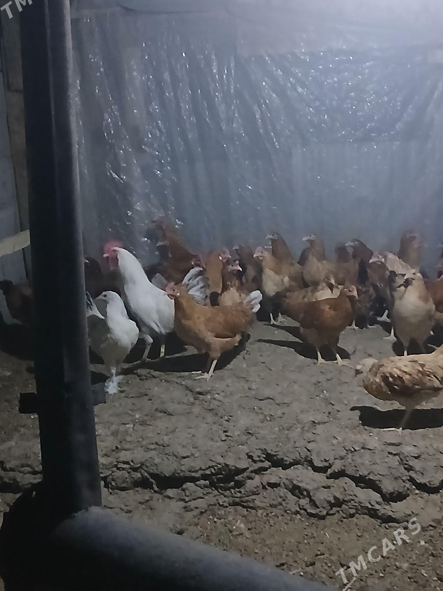 towuk - Bagyr - img 2