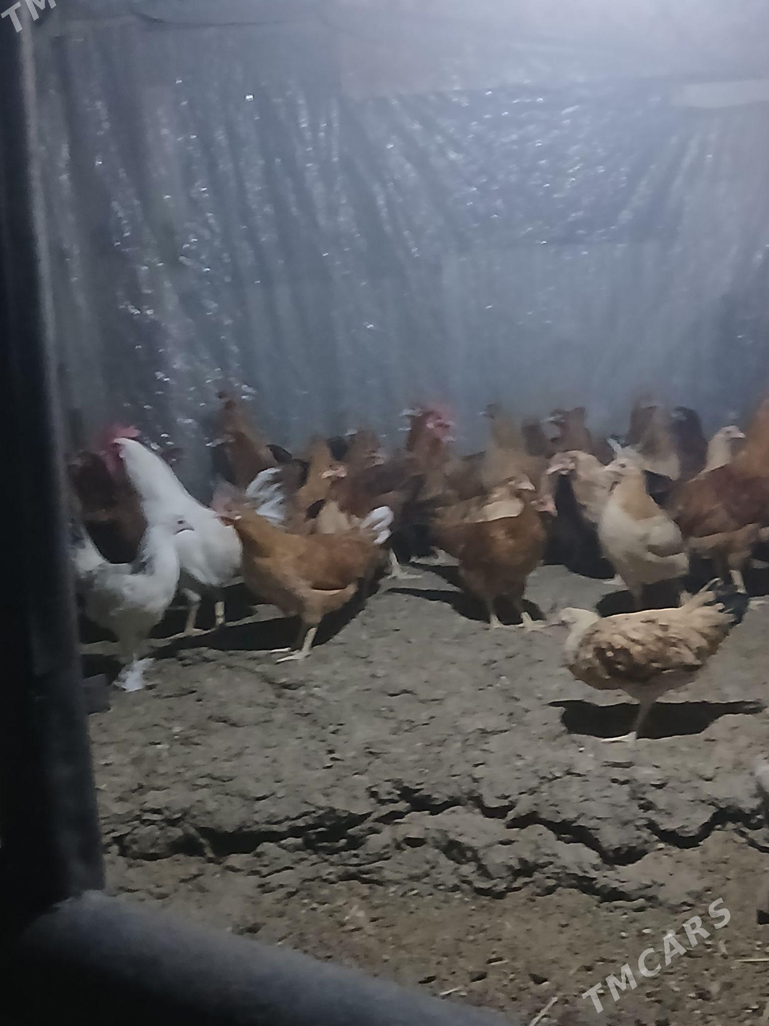 towuk - Bagyr - img 3