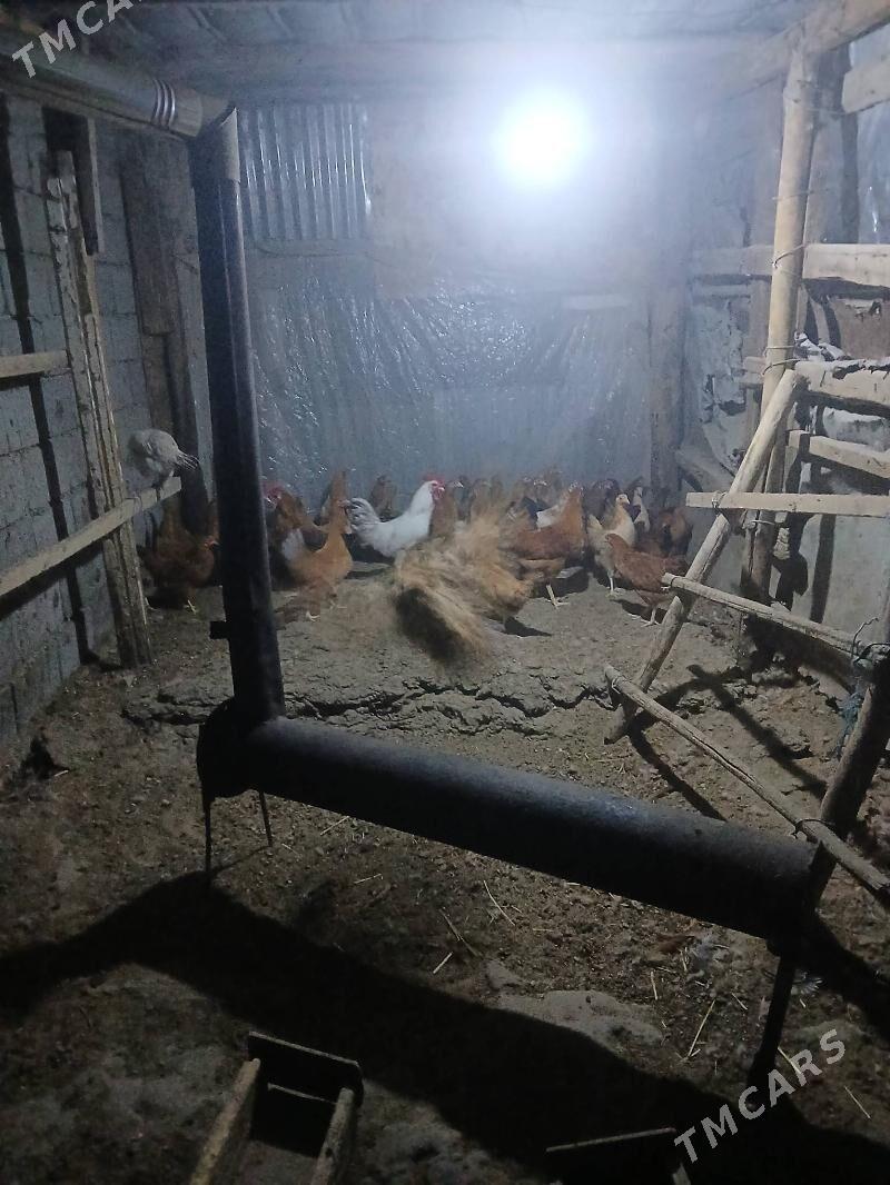 towuk - Bagyr - img 5