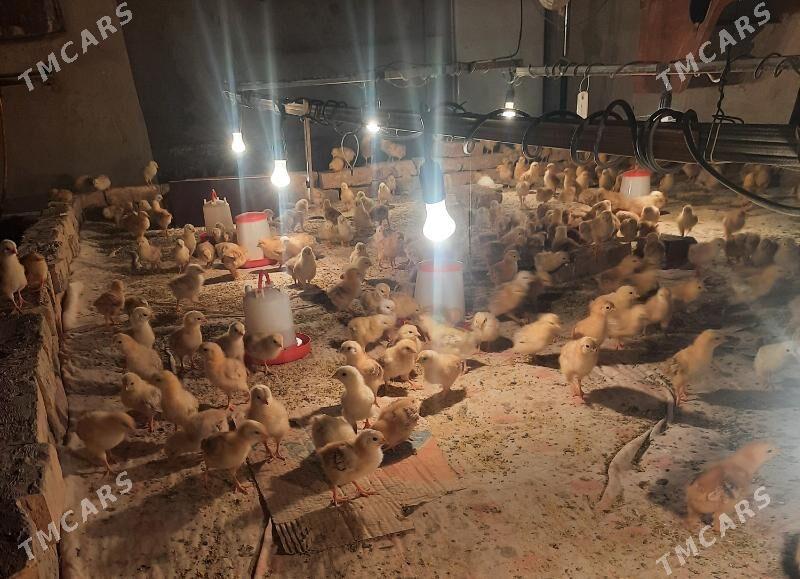 inkubatir - Şabat etr. - img 5