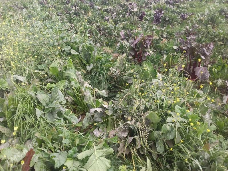 goýyn we geçiler - Гёкдепе - img 2