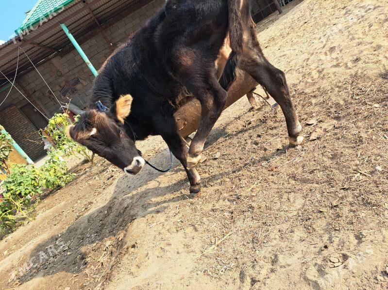 Okuzce - Aşgabat - img 2