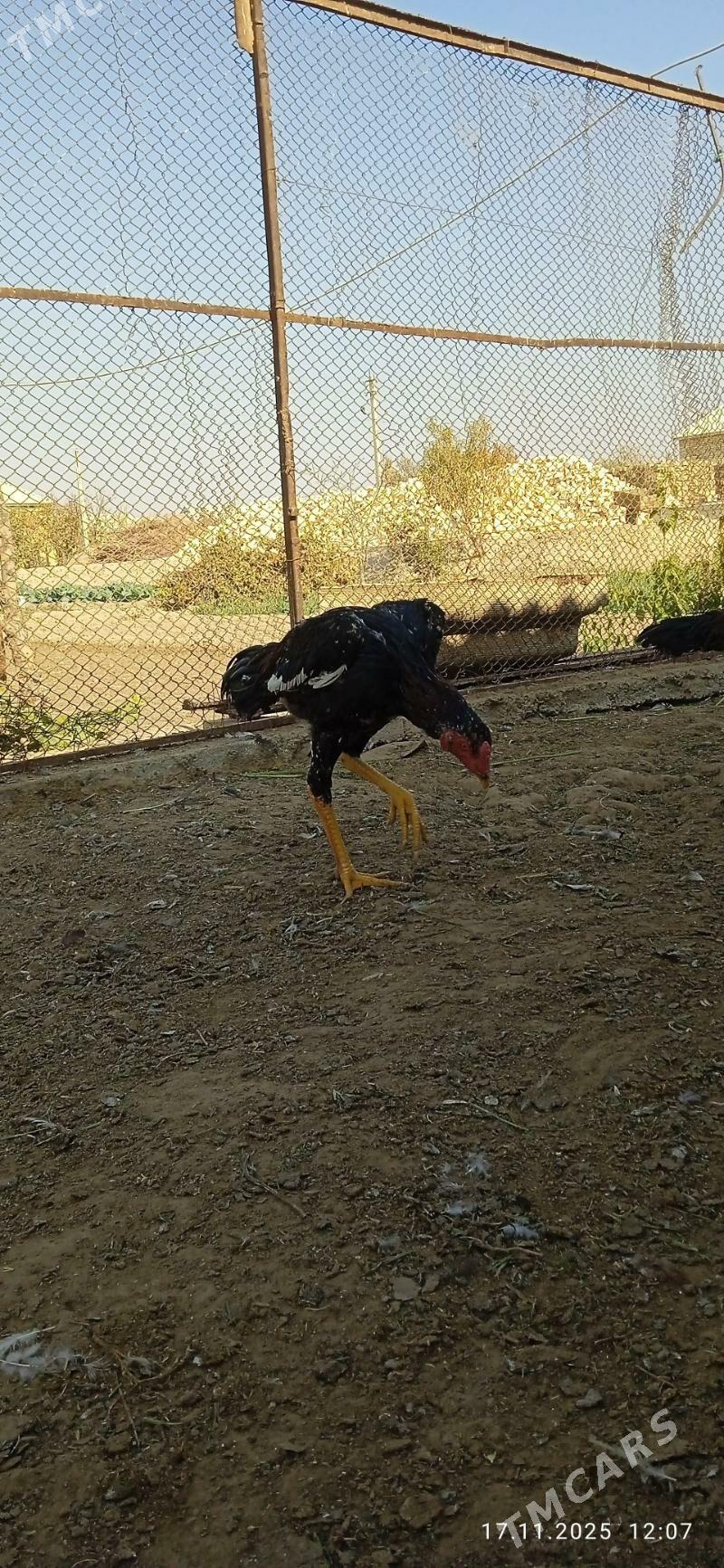 horaz - Mary - img 2