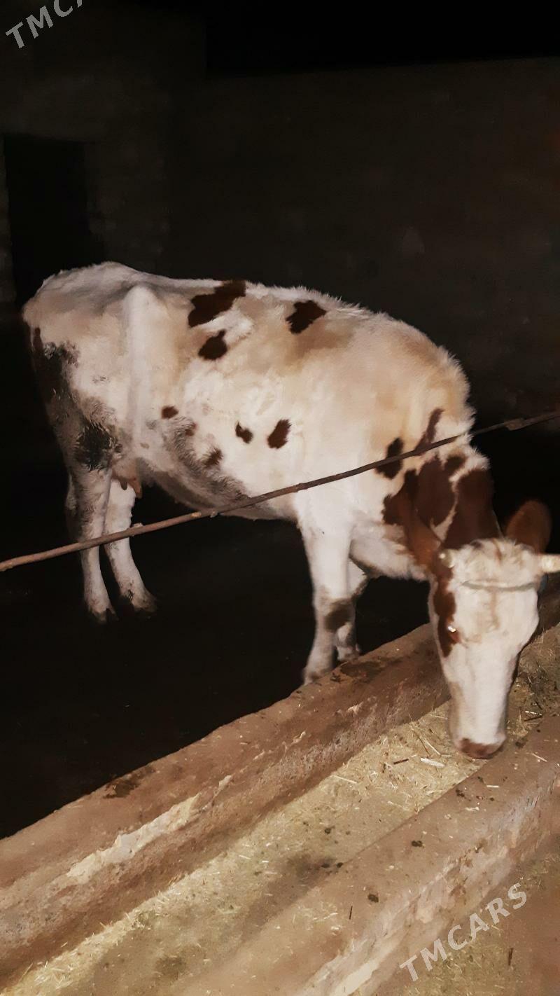 Sygyr semental - Керки - img 2