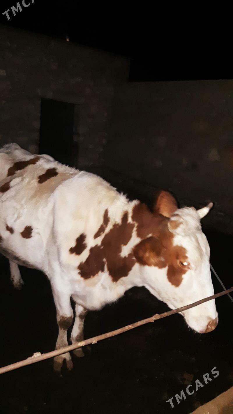 Sygyr semental - Керки - img 1