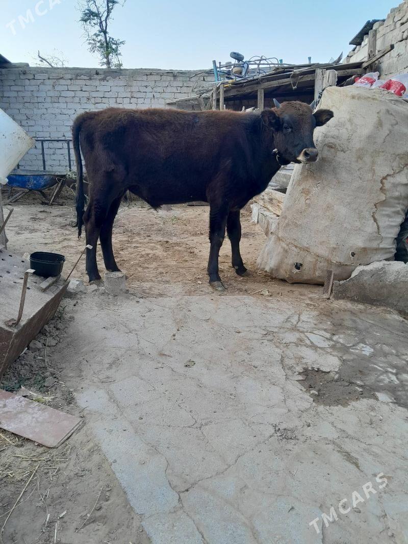 Öküz - Кëши - img 1