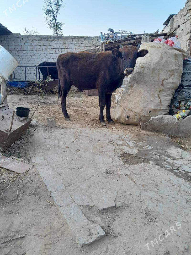 Öküz - Кëши - img 2