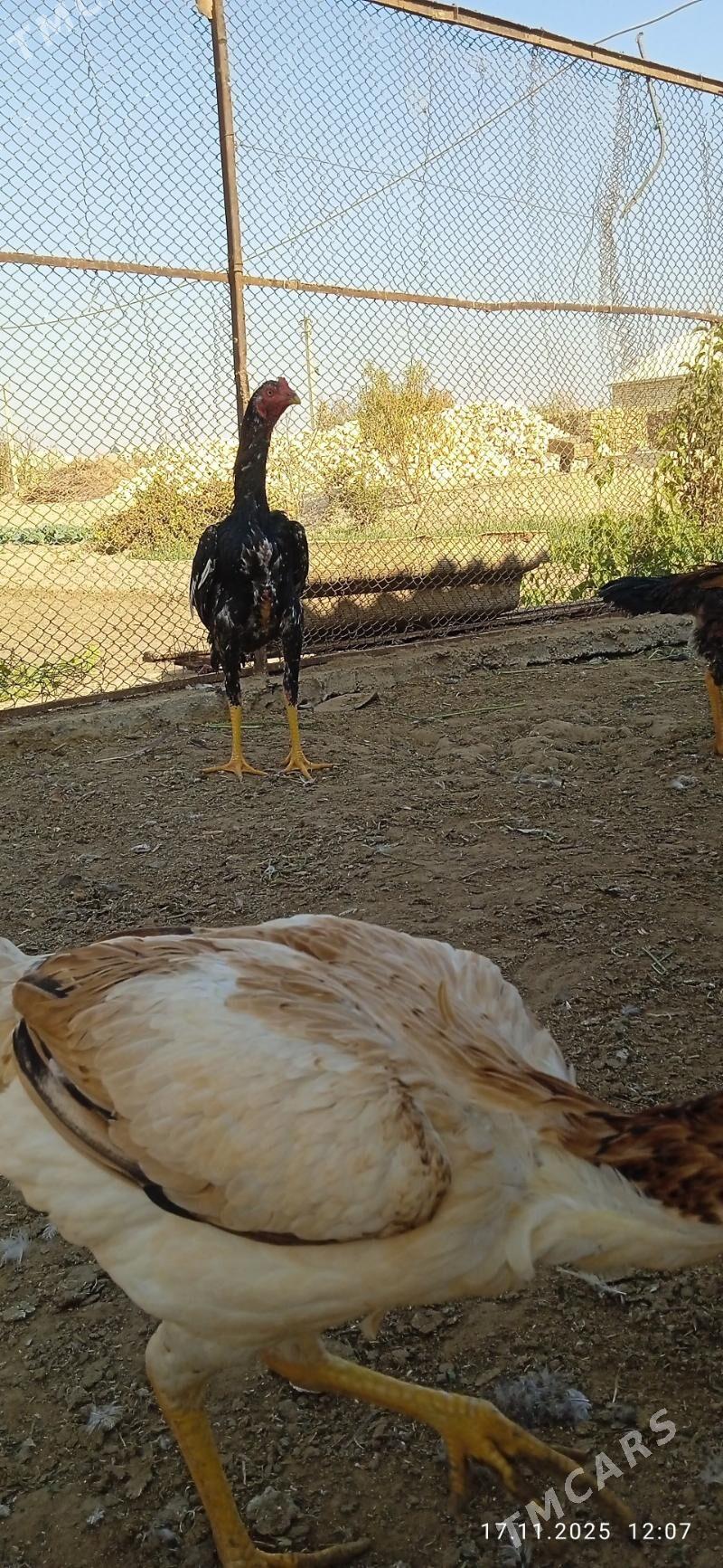 horaz - Mary - img 1