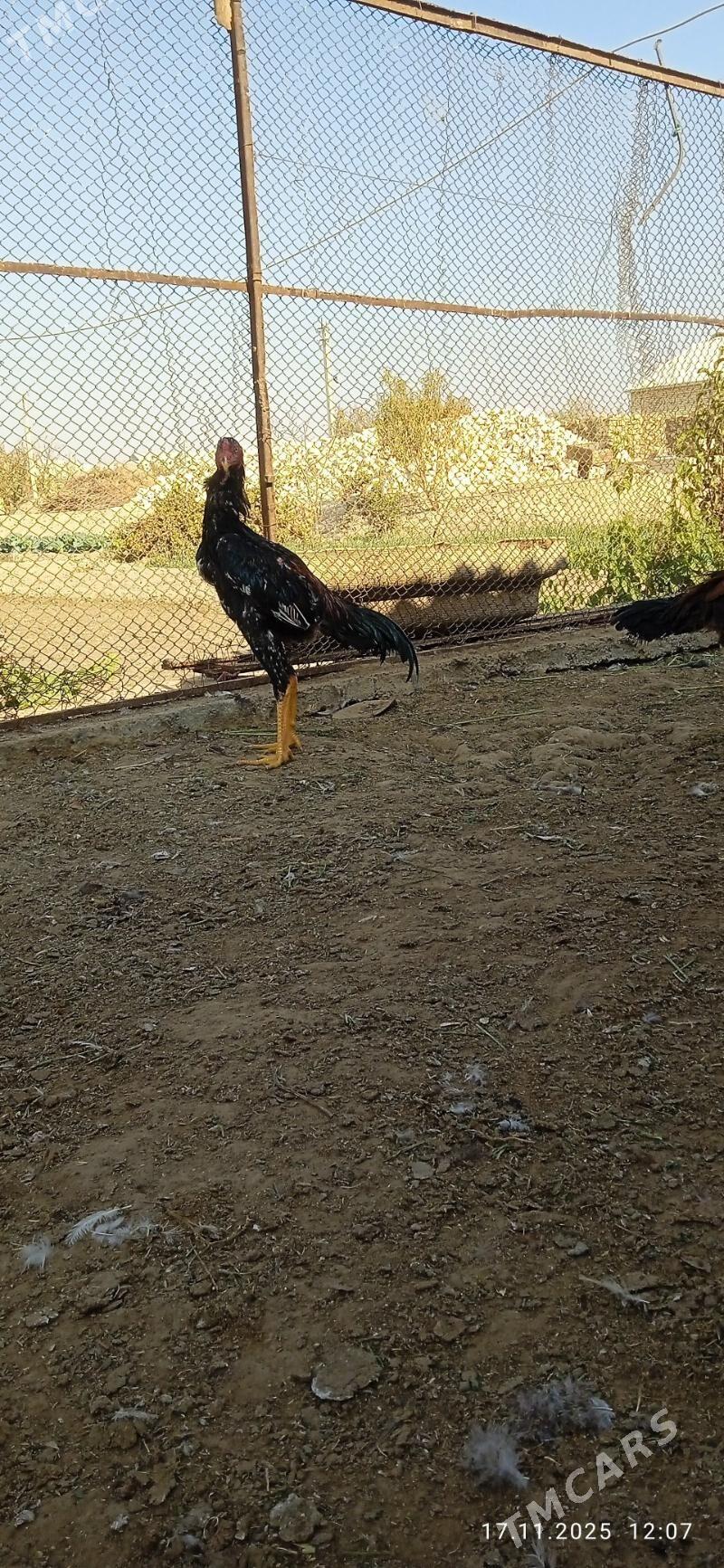 horaz - Mary - img 3