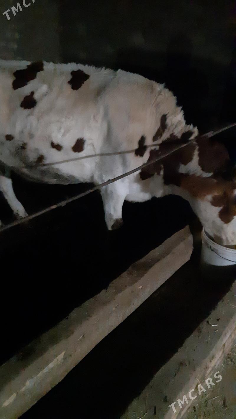 Sygyr semental - Керки - img 3