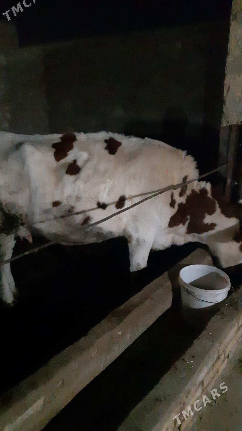 Sygyr semental - Керки - img 4