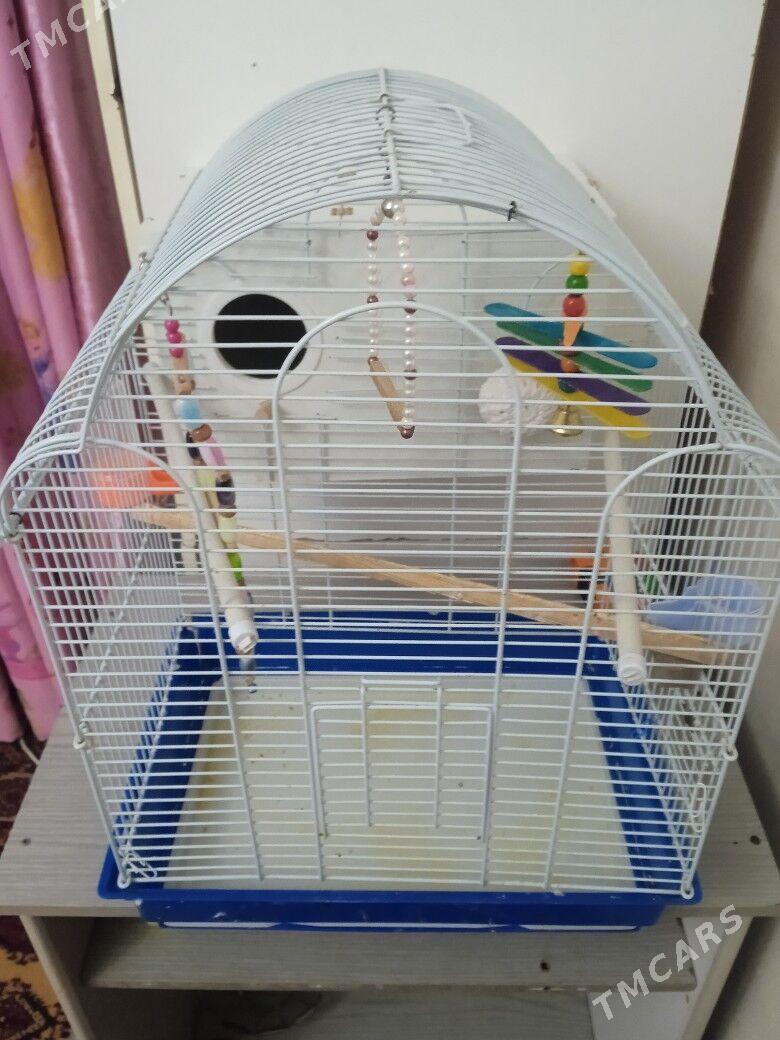 клетка - 30 mkr - img 2