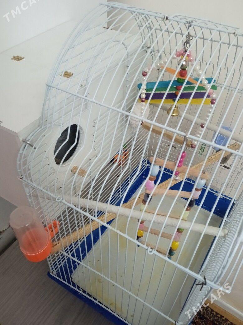 клетка - 30 mkr - img 1