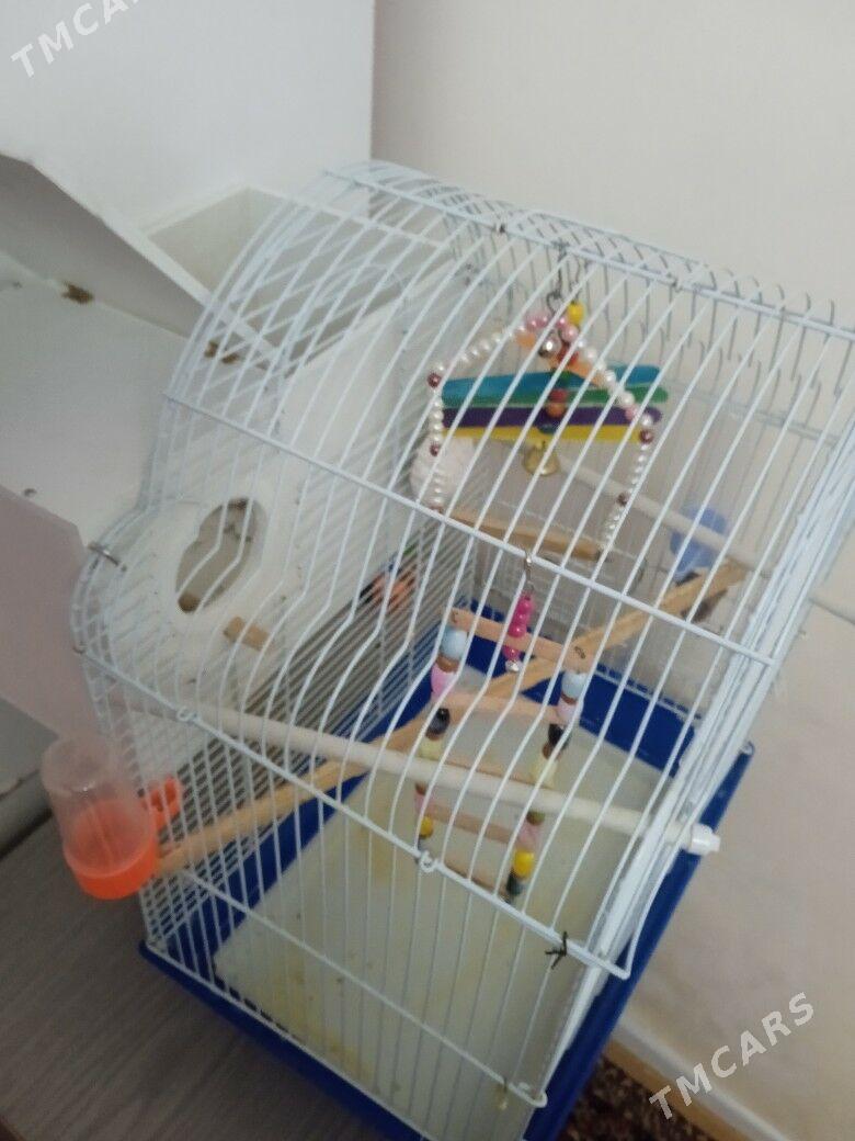 клетка - 30 mkr - img 3