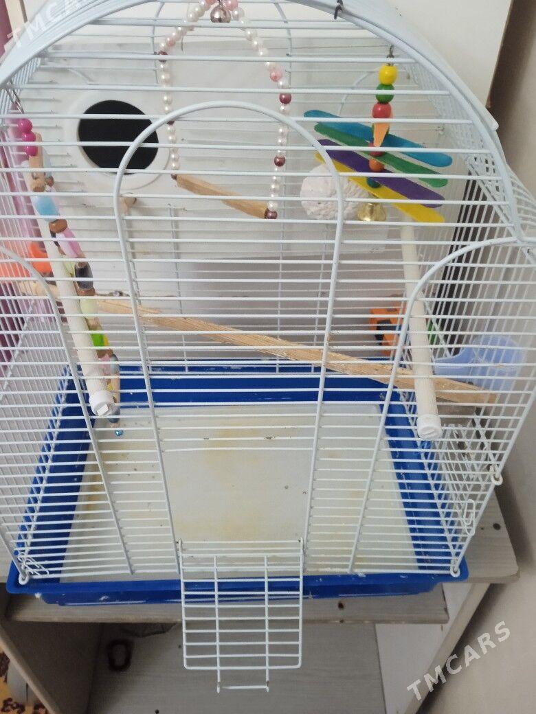 клетка - 30 mkr - img 4