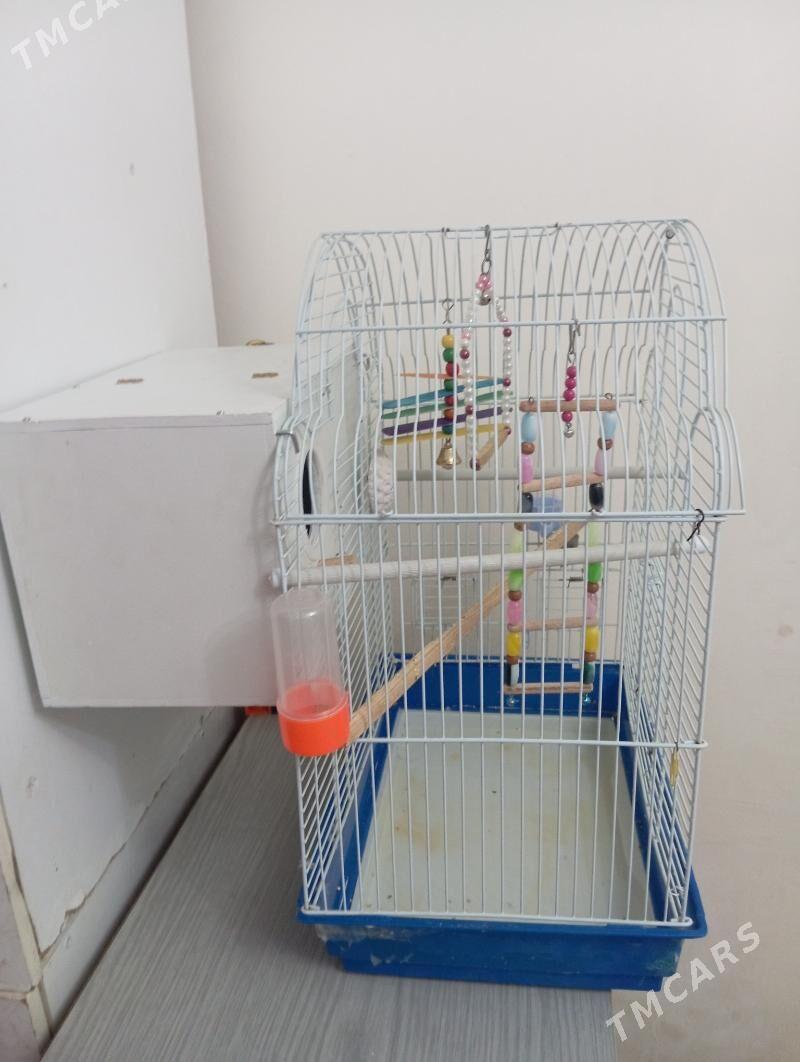 Клетка со скваречником - 30 mkr - img 2