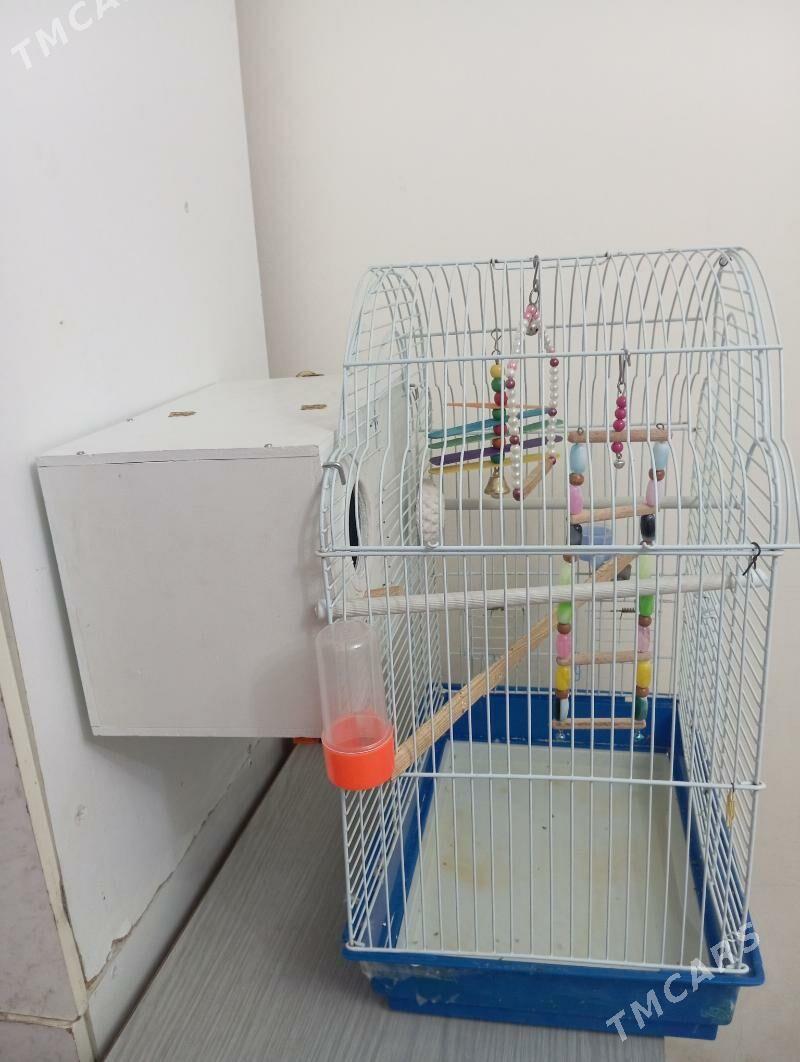 Клетка со скваречником - 30 mkr - img 4