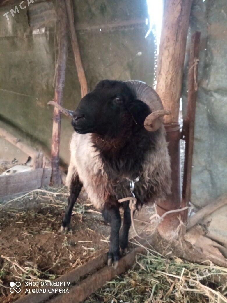 Goç - Туркменабат - img 5