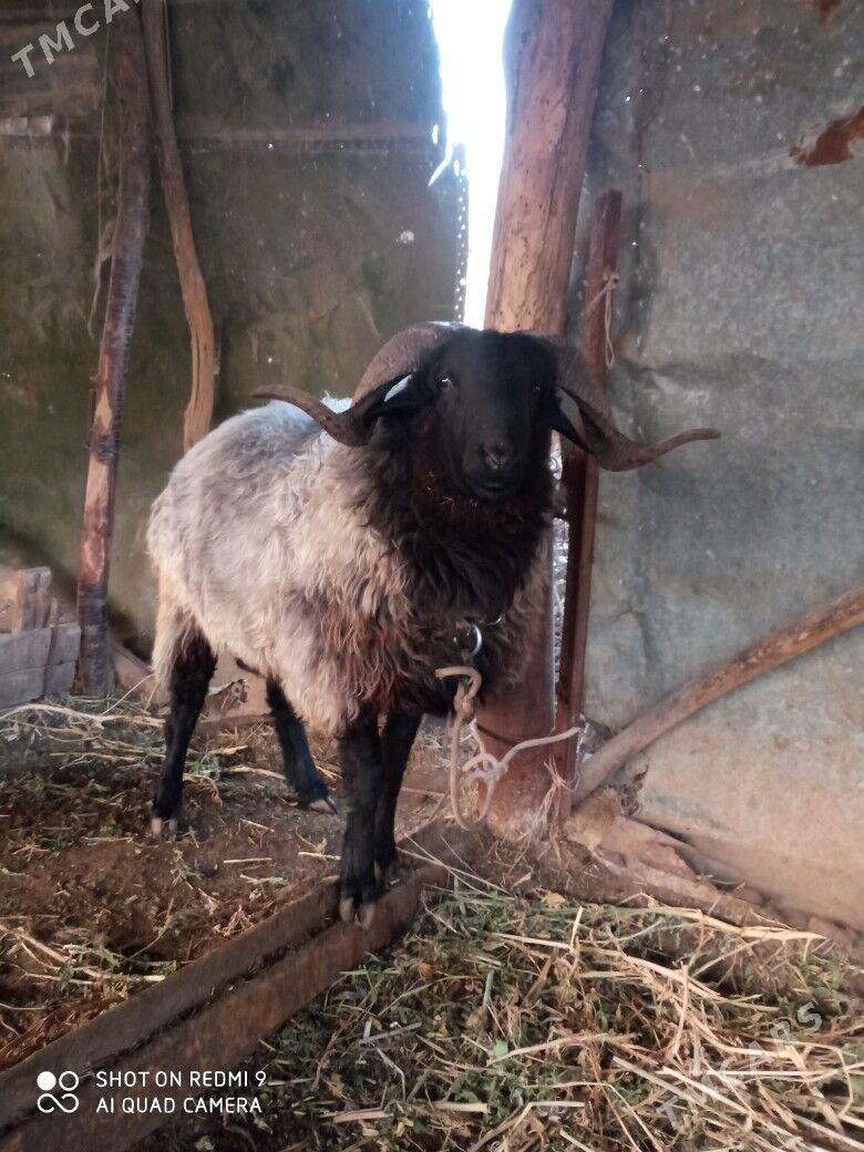 Goç - Туркменабат - img 4