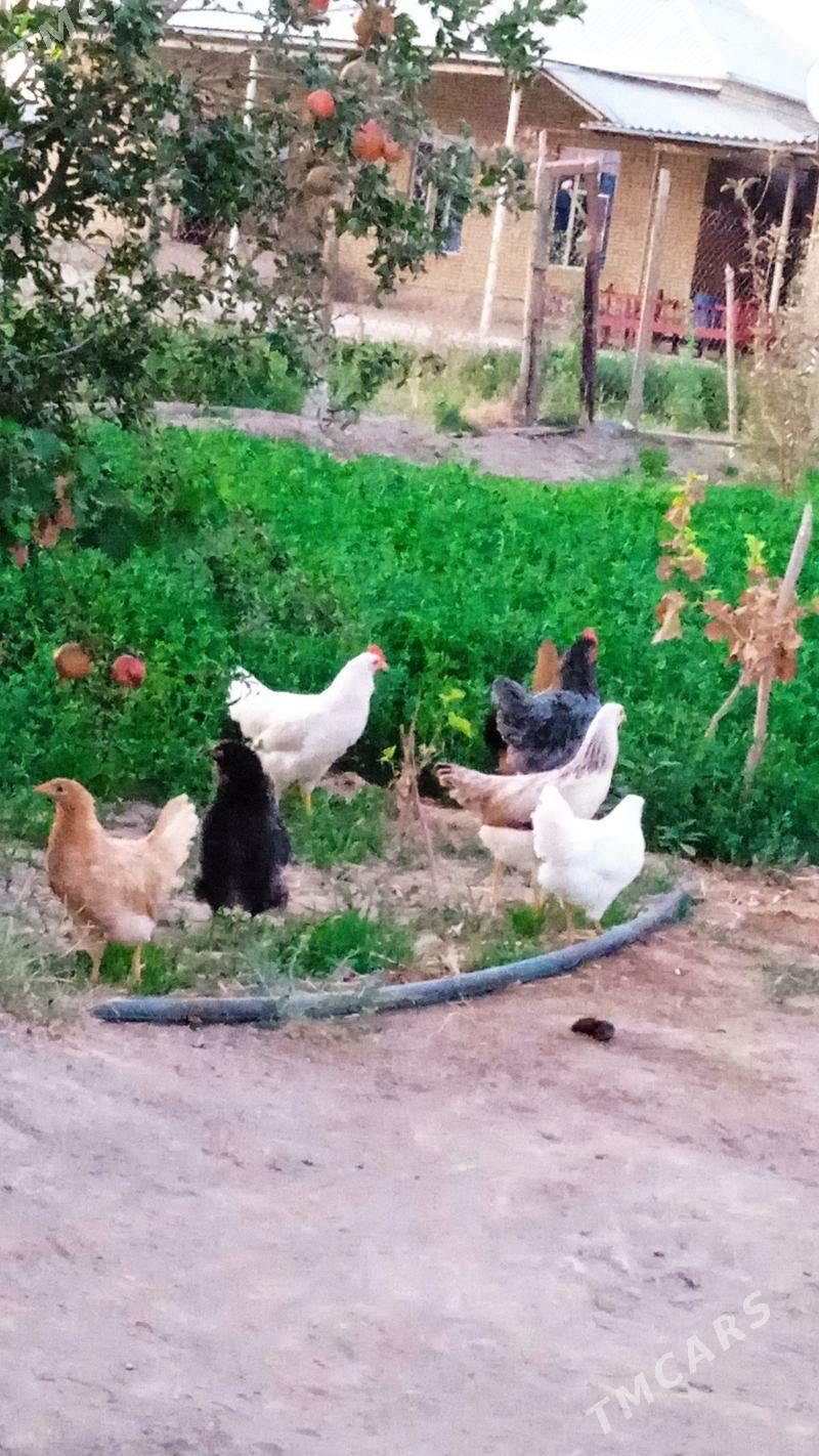 Towuklar Towuk horaz - Байрамали - img 3