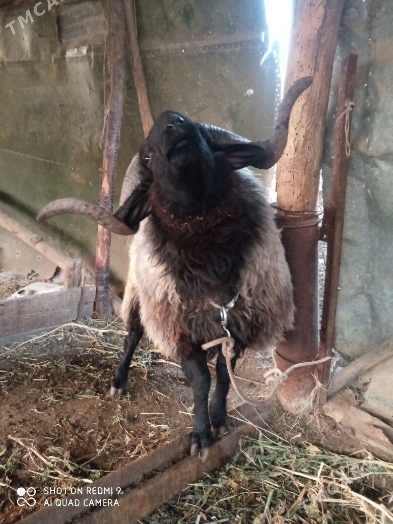 Goç - Туркменабат - img 6