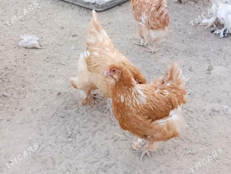 brama - Гызыларбат - img 2