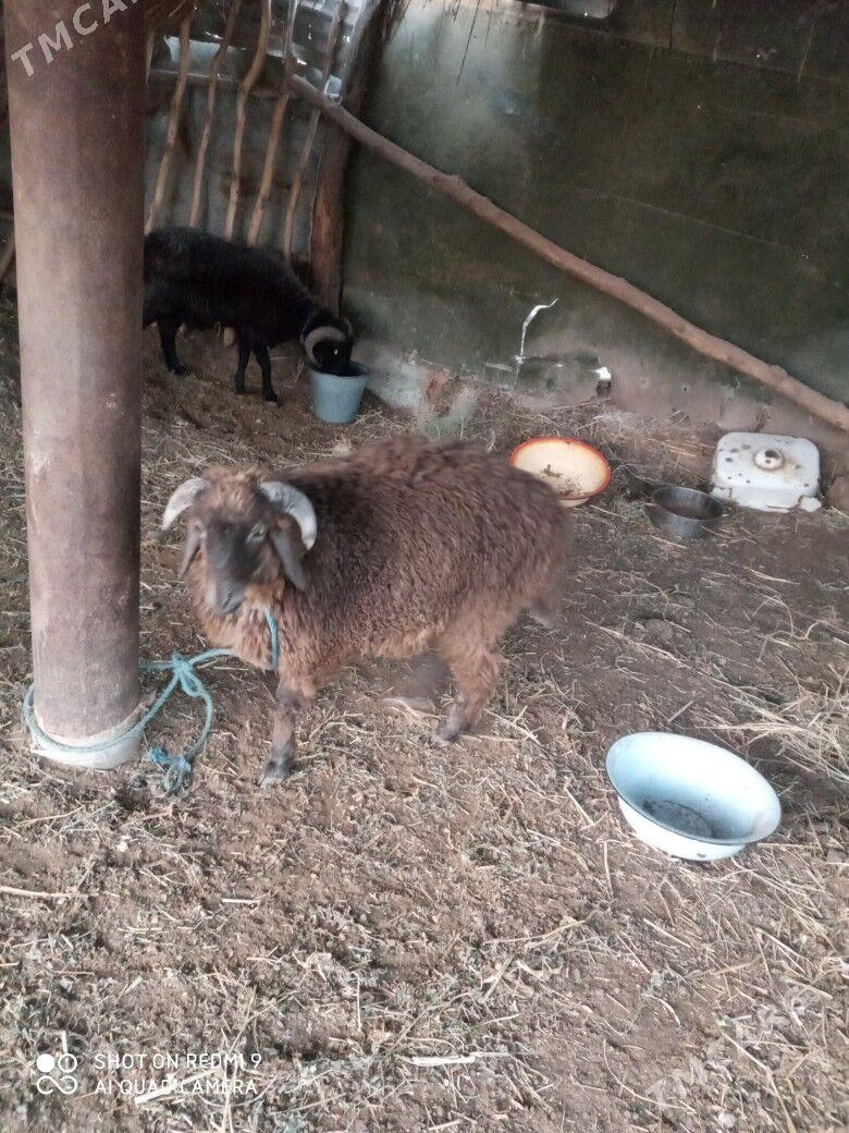 Goç - Туркменабат - img 3