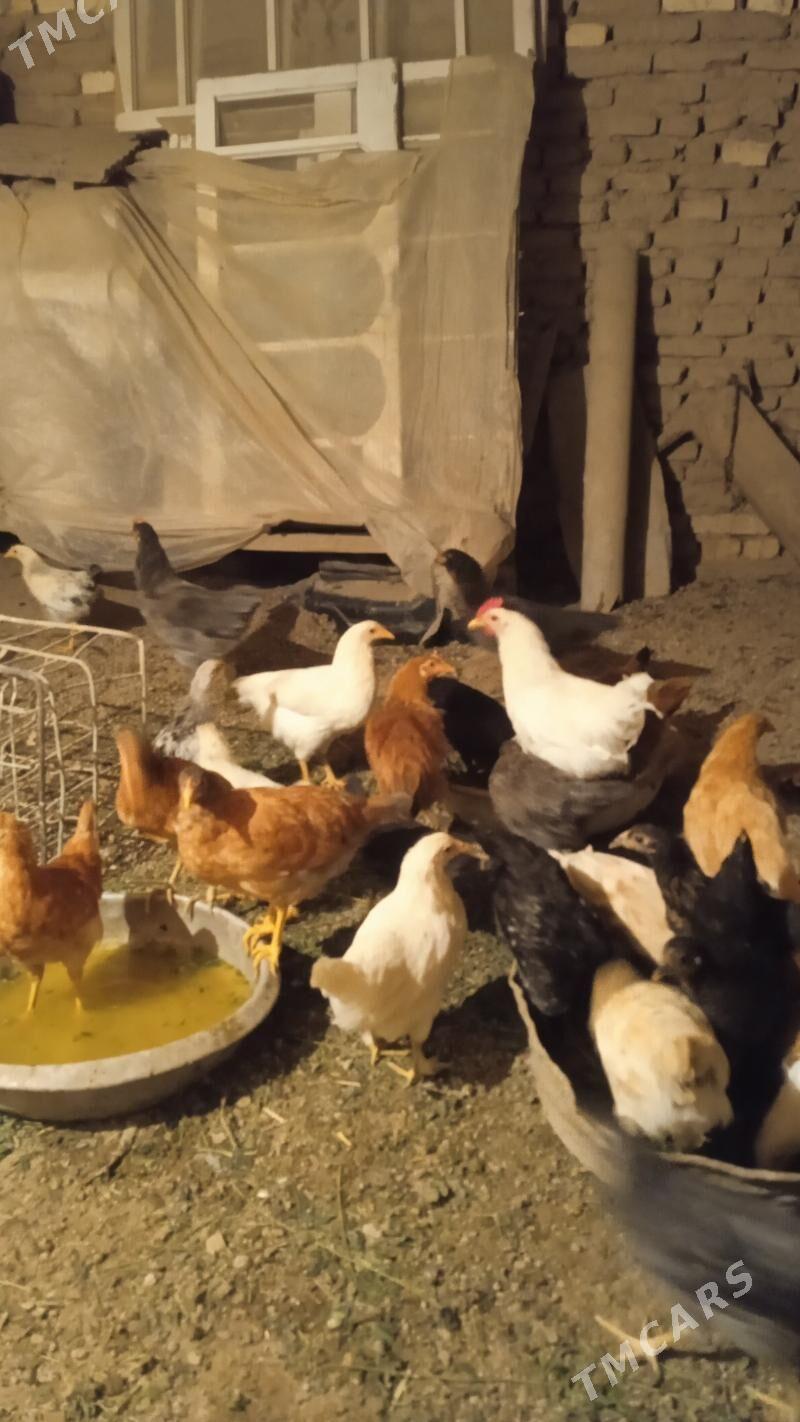 Towuklar Towuk horaz - Байрамали - img 4