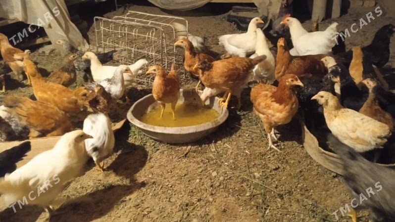 Towuklar Towuk horaz - Байрамали - img 5