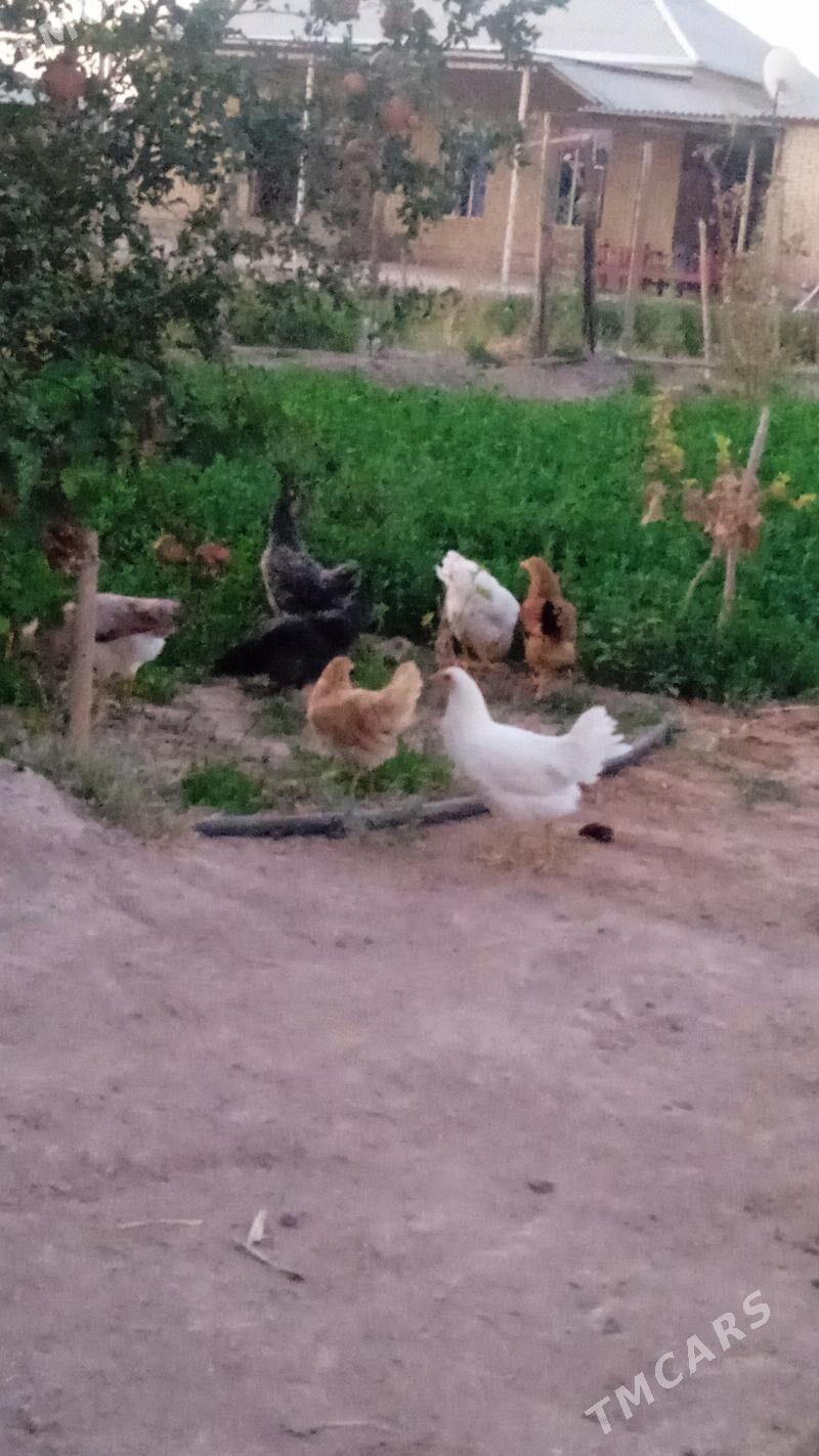 Towuklar Towuk horaz - Байрамали - img 6