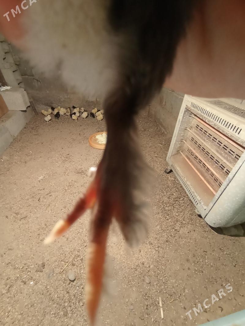 brama juyje - Гёкдже - img 3