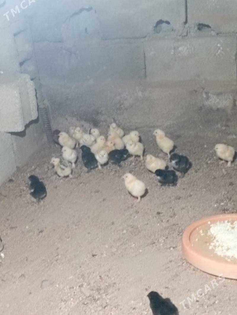 brama juyje - Гёкдже - img 2