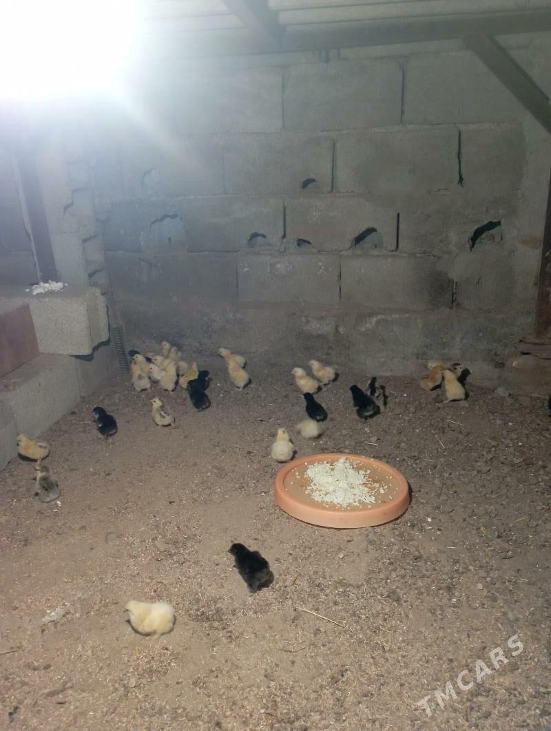 brama juyje - Гёкдже - img 1