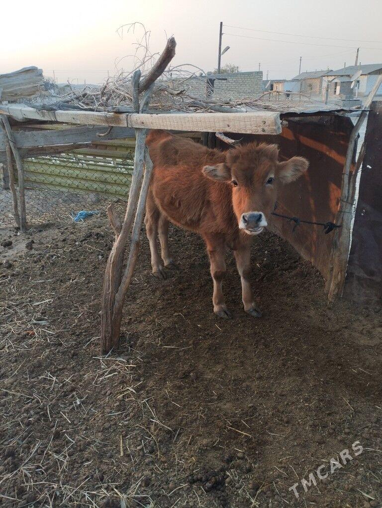 Gaçar - Balkanabat - img 2