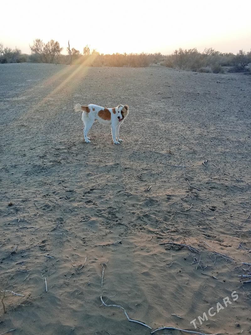 it - Байрамали - img 2