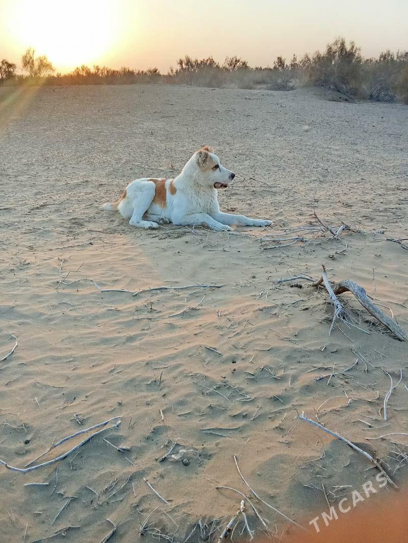 it - Байрамали - img 3