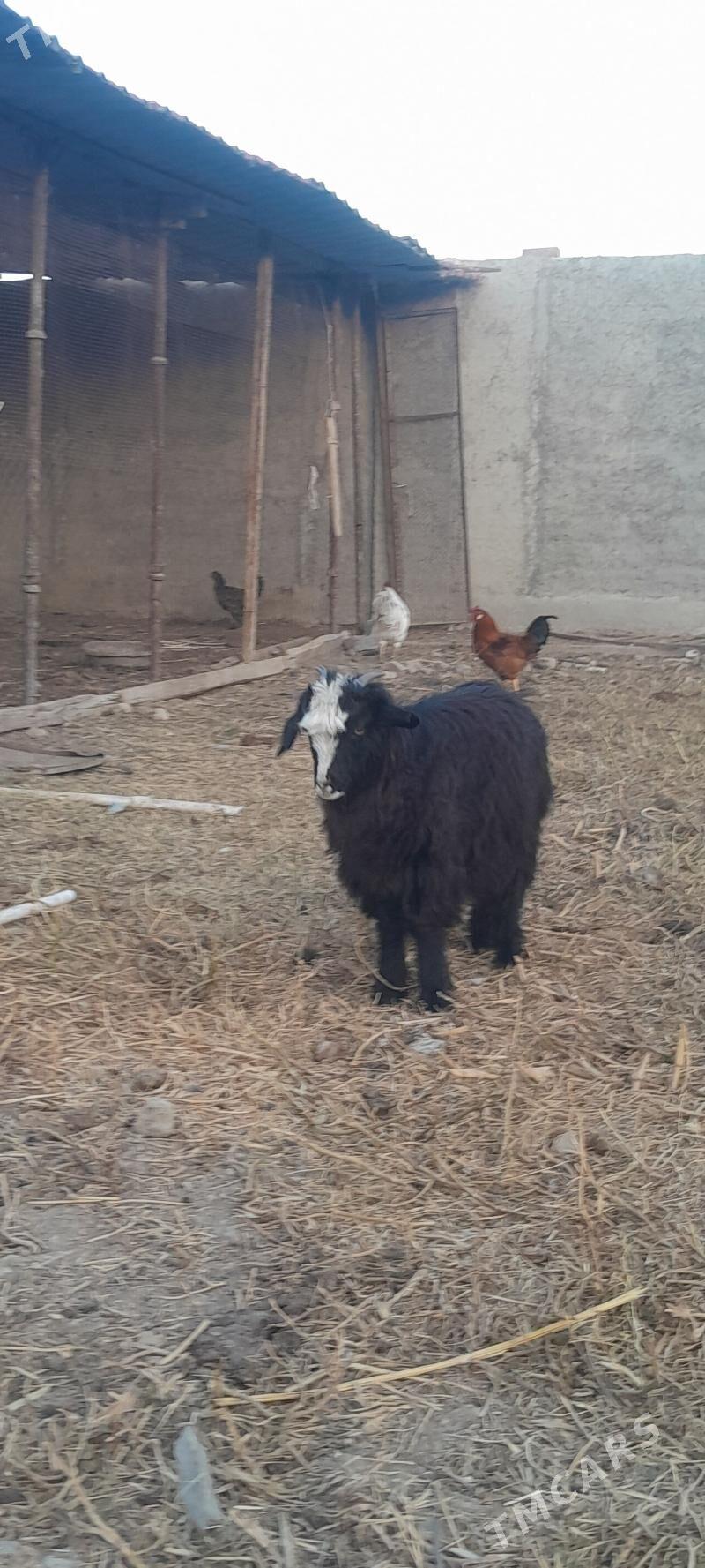 cewis - Гёкдепе - img 3