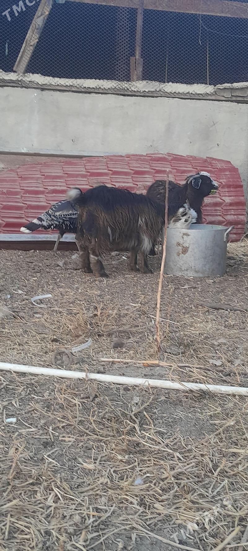 cewis - Гёкдепе - img 1