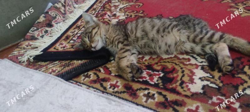 Tom - Мары - img 3