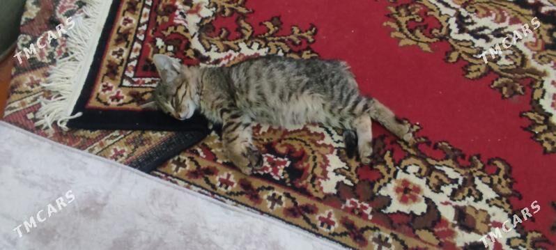 Tom - Мары - img 2