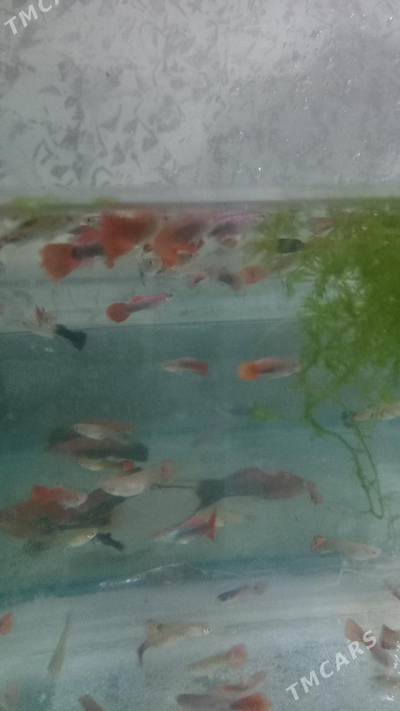 ГУППИ КОЯ - Daşoguz - img 2